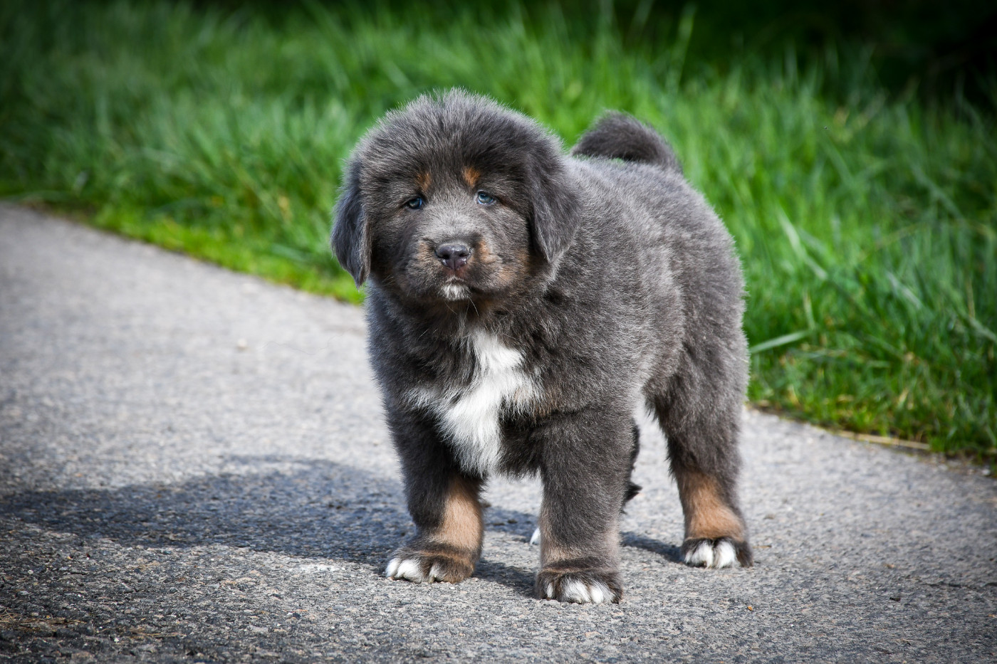 du Haras des Brumieres - Chiots disponibles - Dogue du Tibet