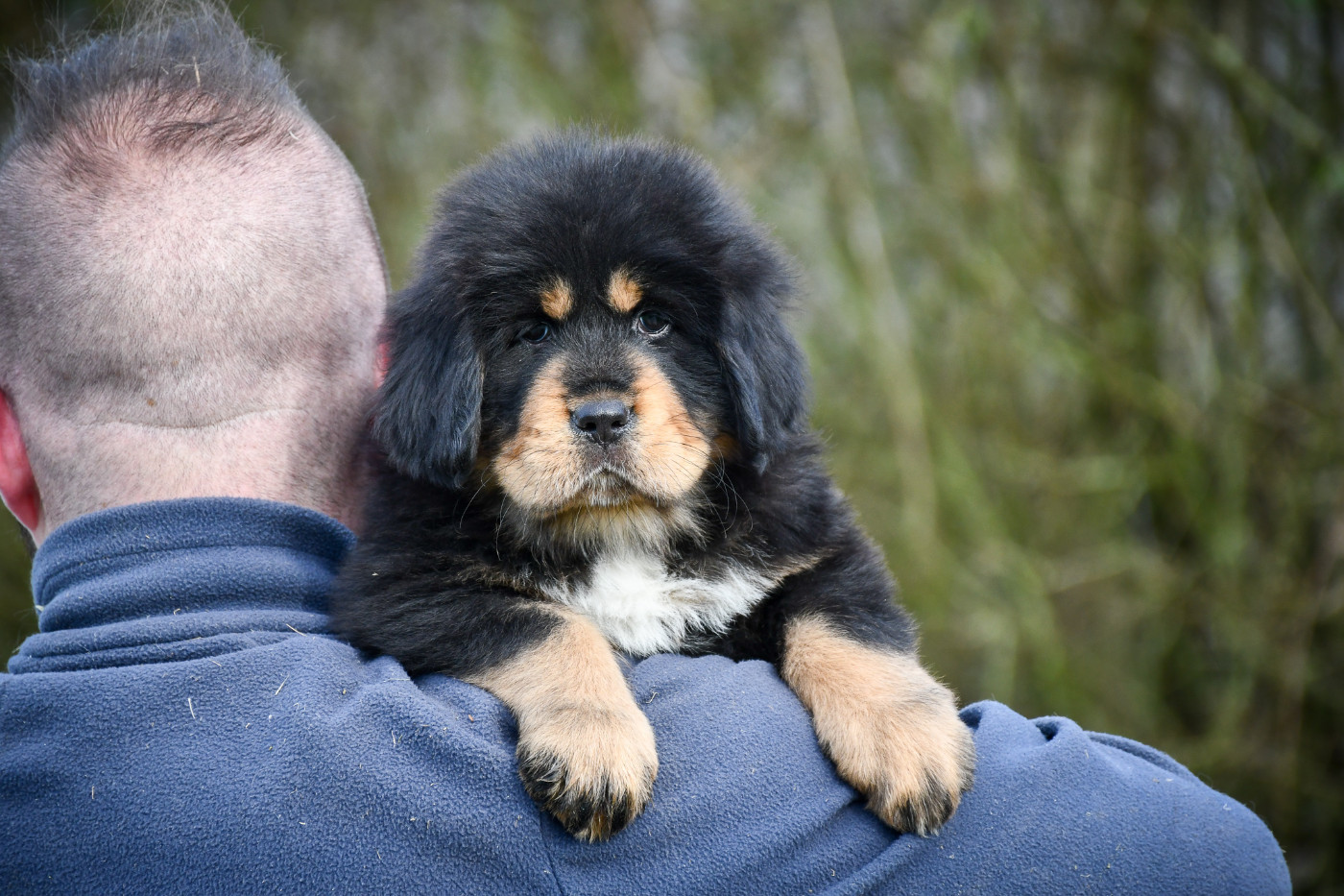 du Haras des Brumieres - Chiots disponibles - Dogue du Tibet