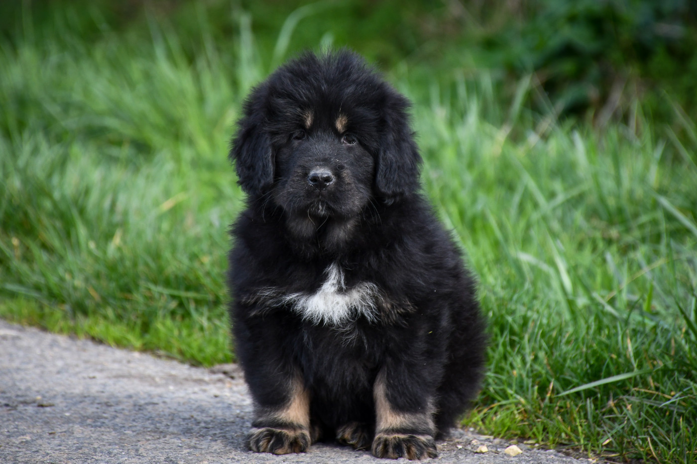 du Haras des Brumieres - Chiots disponibles - Dogue du Tibet