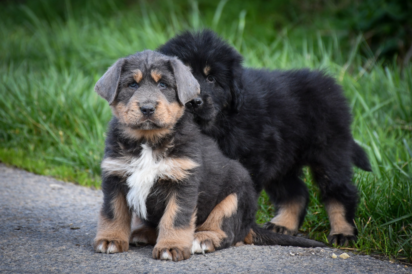 du Haras des Brumieres - Chiots disponibles - Dogue du Tibet