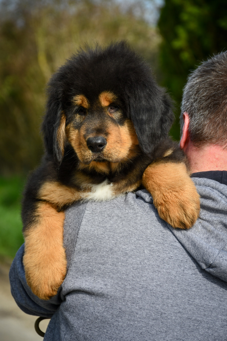 du Haras des Brumieres - Chiots disponibles - Dogue du Tibet