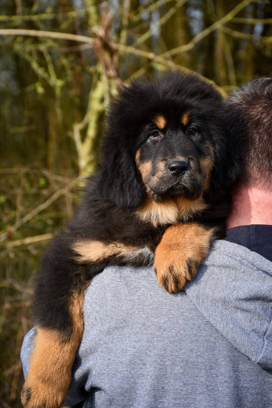 du Haras des Brumieres - Chiots disponibles - Dogue du Tibet