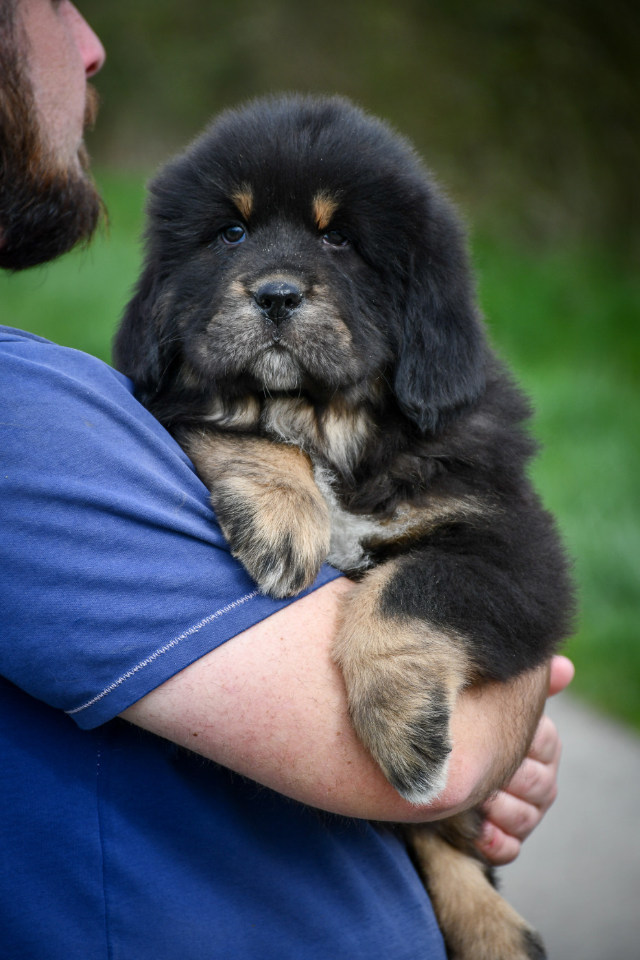 du Haras des Brumieres - Chiots disponibles - Dogue du Tibet