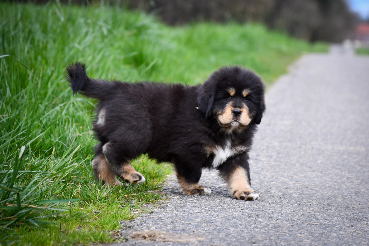 du Haras des Brumieres - Chiots disponibles - Dogue du Tibet