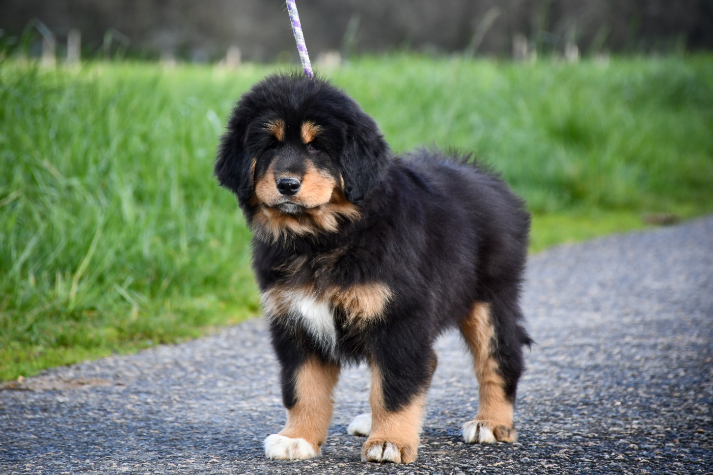 du Haras des Brumieres - Chiots disponibles - Dogue du Tibet