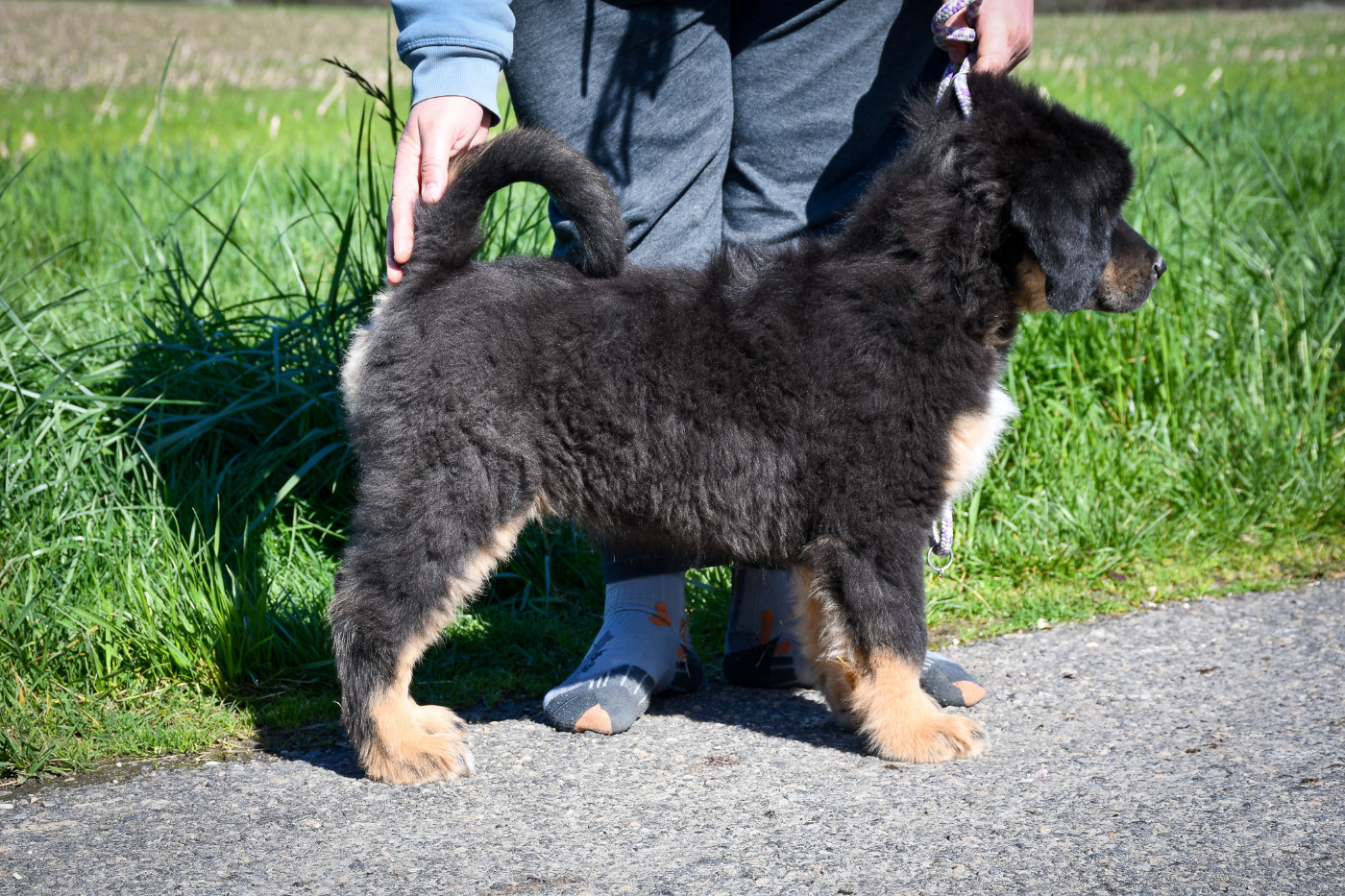 du Haras des Brumieres - Chiots disponibles - Dogue du Tibet