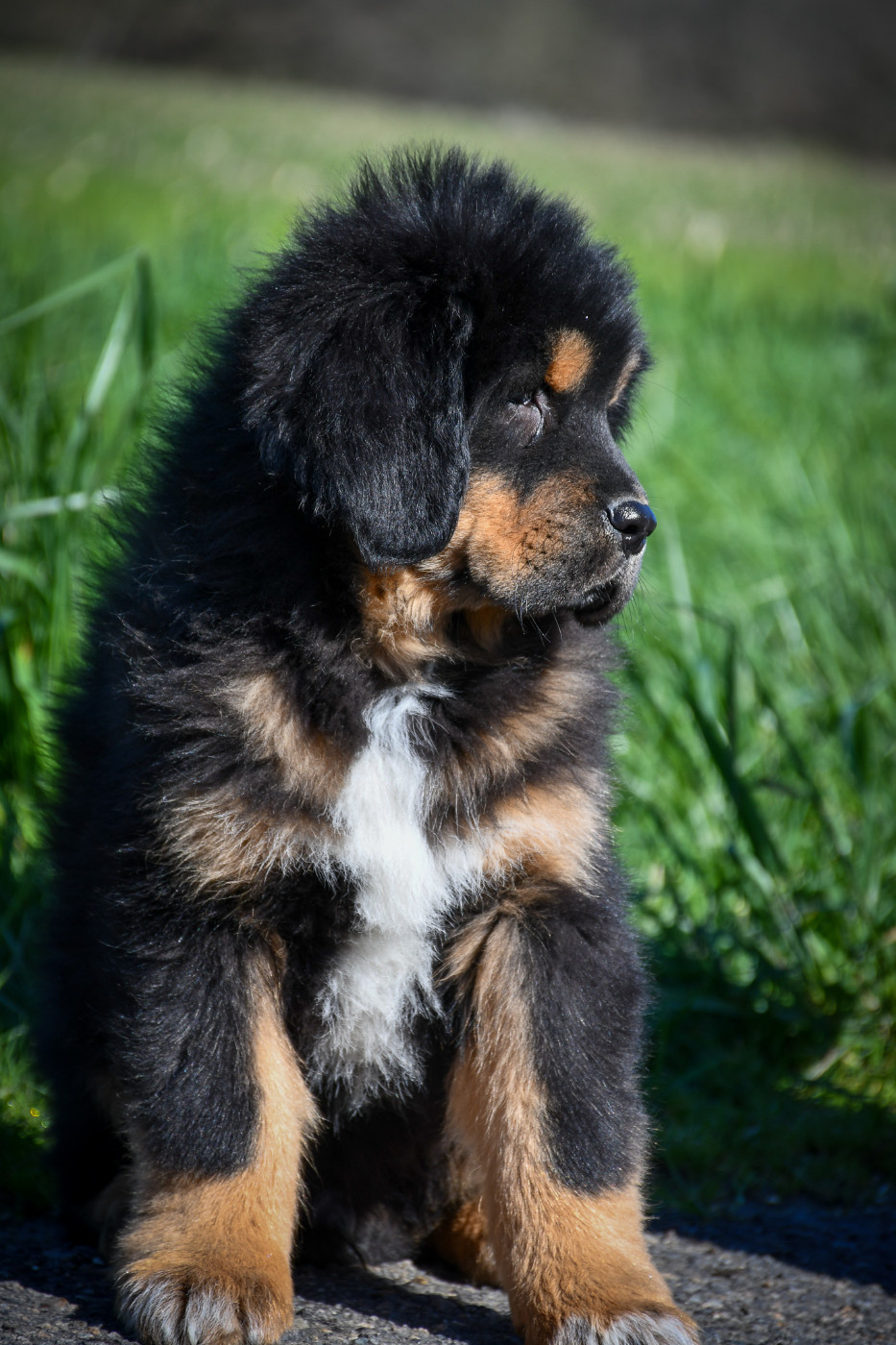 du Haras des Brumieres - Chiots disponibles - Dogue du Tibet