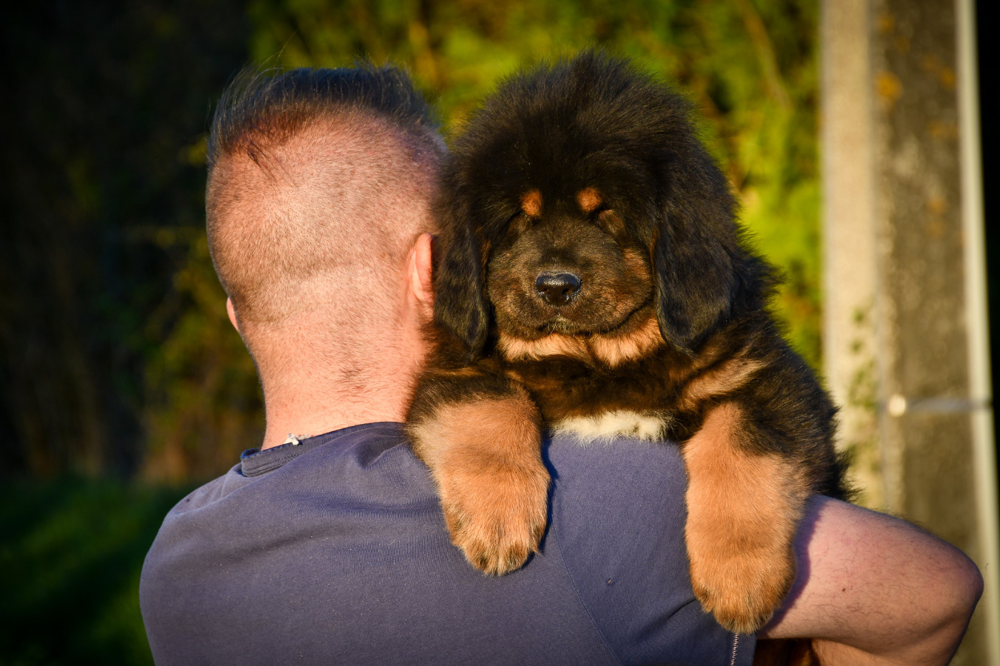 du Haras des Brumieres - Chiots disponibles - Dogue du Tibet