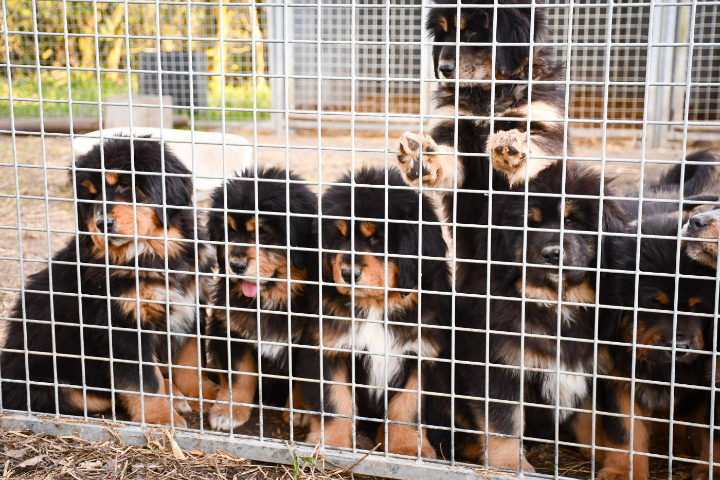 Chiot Dogue du Tibet du Haras des Brumieres