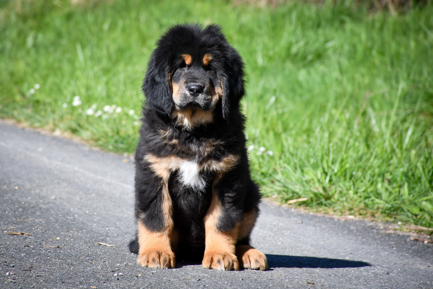 du Haras des Brumieres - Chiots disponibles - Dogue du Tibet