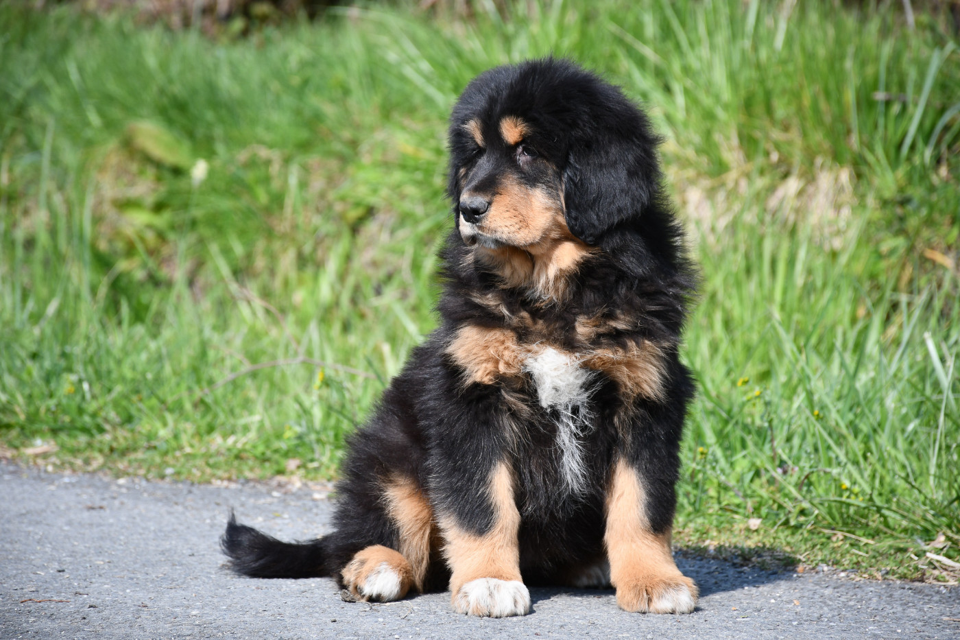 du Haras des Brumieres - Chiots disponibles - Dogue du Tibet