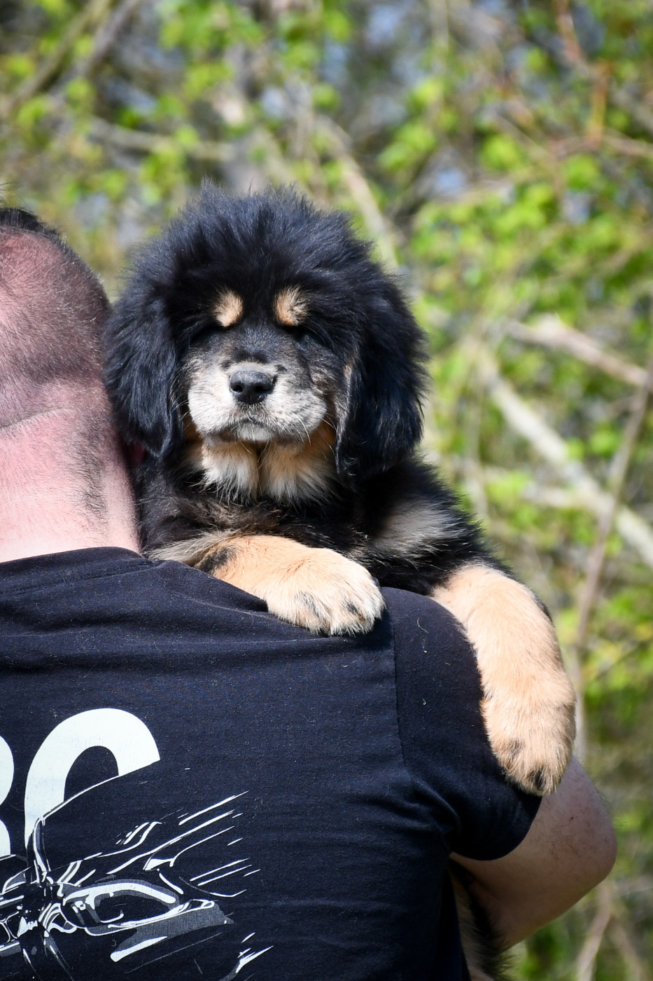 du Haras des Brumieres - Chiots disponibles - Dogue du Tibet