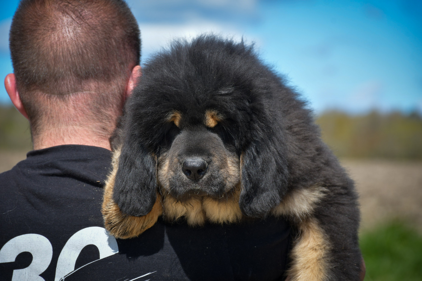 du Haras des Brumieres - Chiots disponibles - Dogue du Tibet