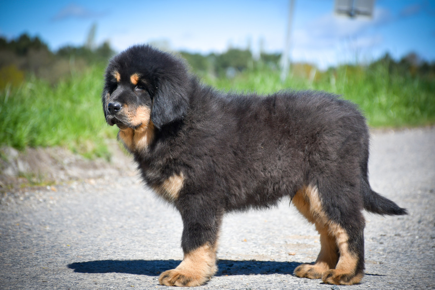 du Haras des Brumieres - Chiots disponibles - Dogue du Tibet