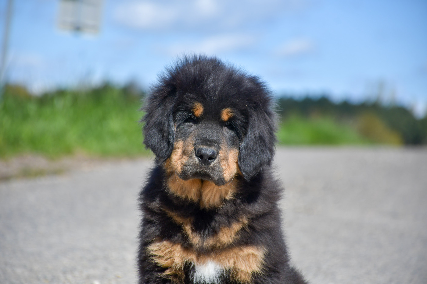 du Haras des Brumieres - Chiots disponibles - Dogue du Tibet