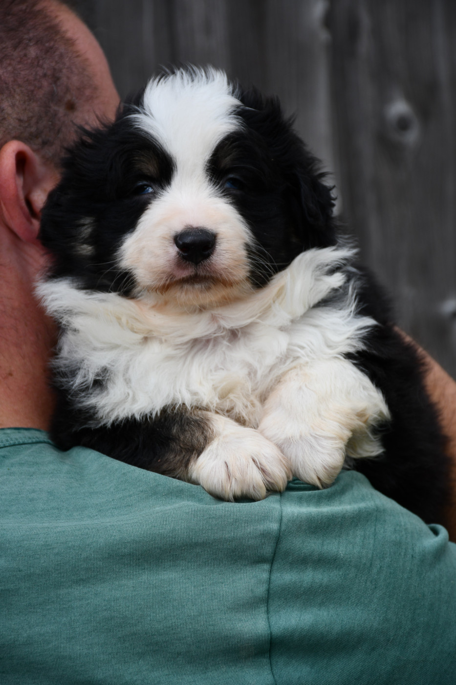 du Haras des Brumieres - Chiots disponibles - Berger Australien