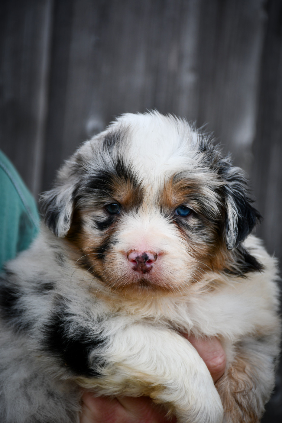 du Haras des Brumieres - Chiots disponibles - Berger Australien
