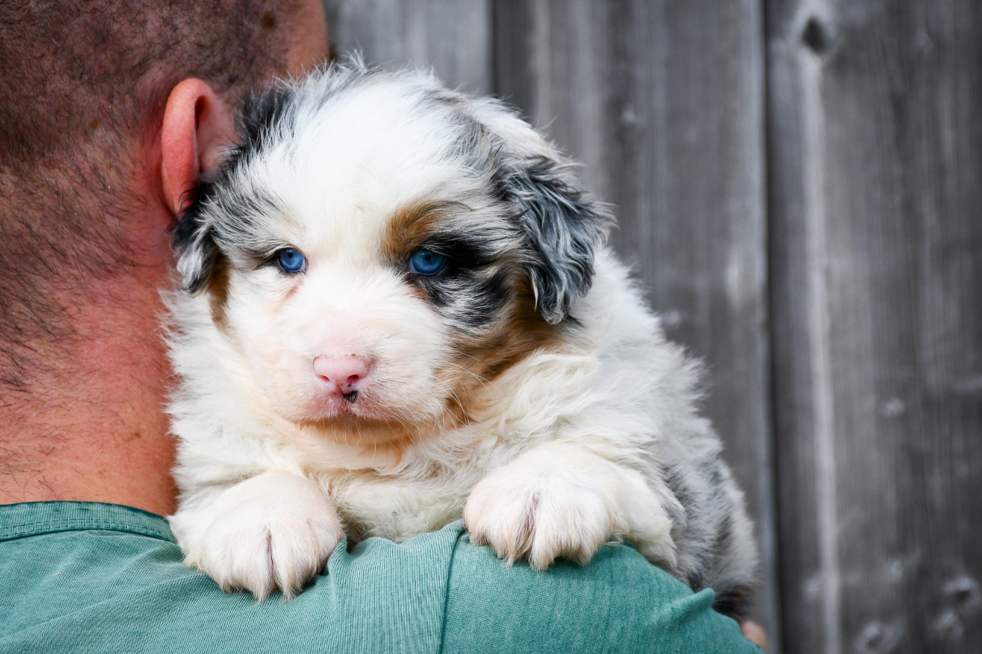 du Haras des Brumieres - Chiots disponibles - Berger Australien