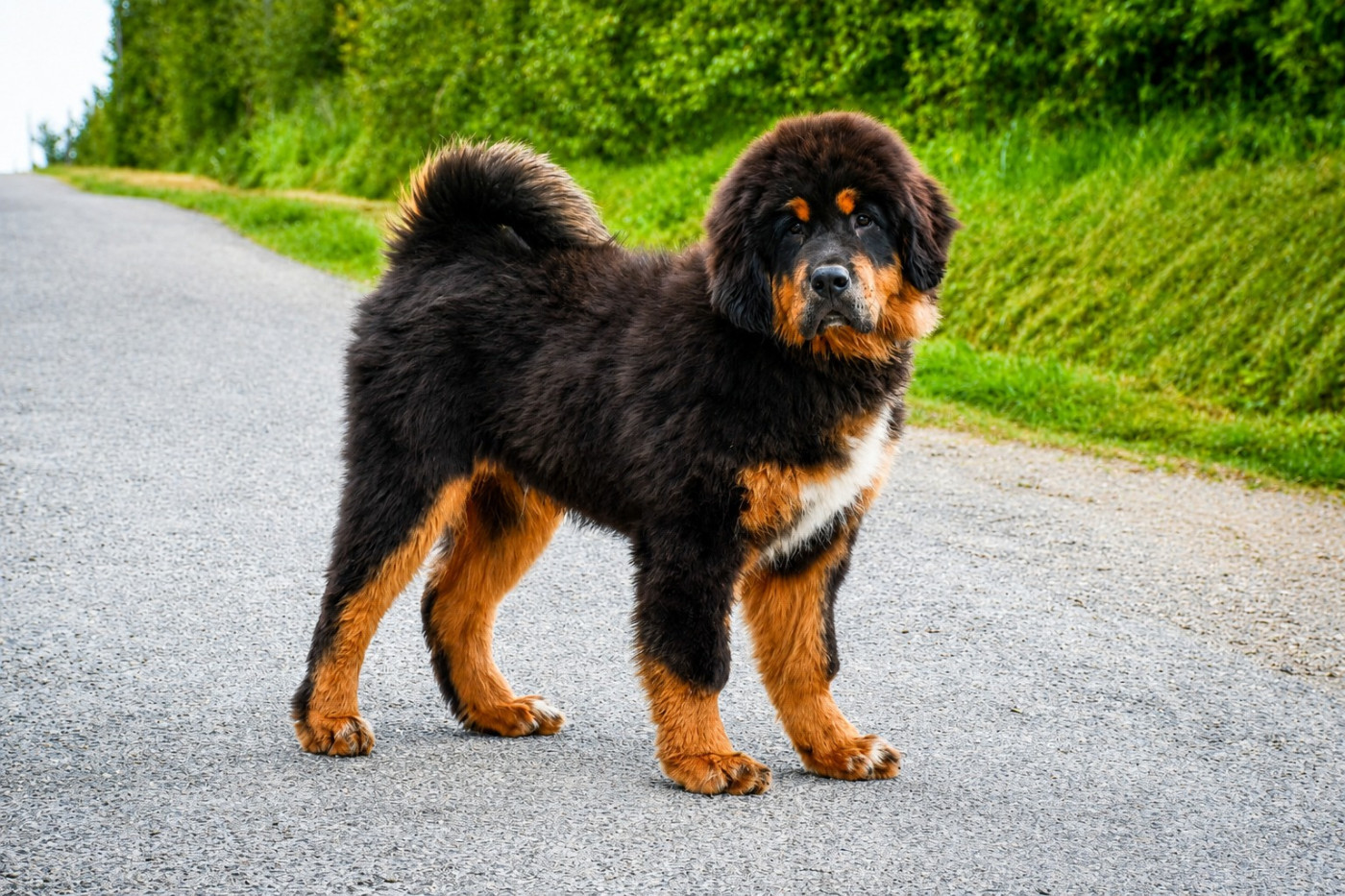 du Haras des Brumieres - Chiots disponibles - Dogue du Tibet