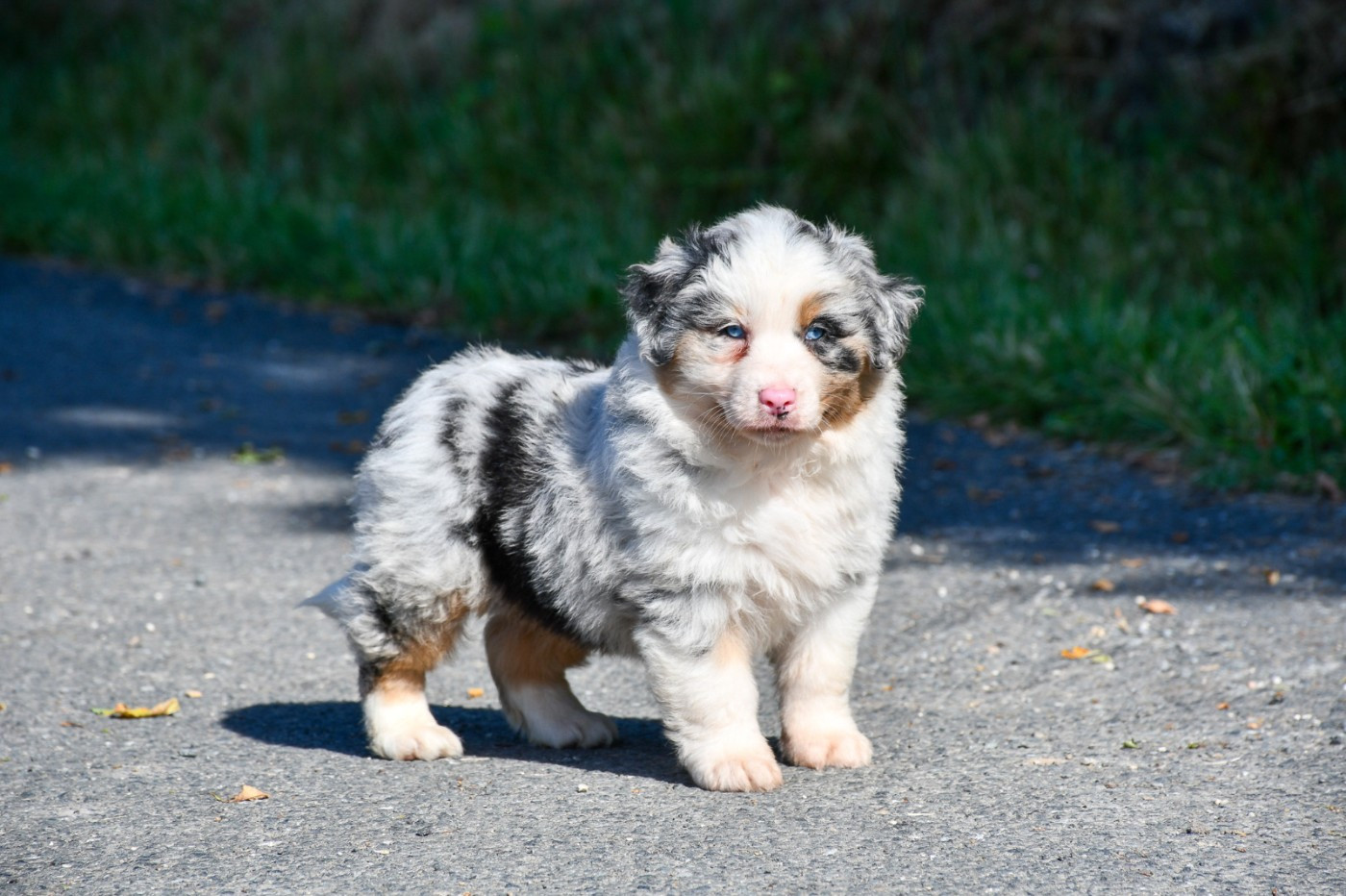 du Haras des Brumieres - Chiots disponibles - Berger Australien