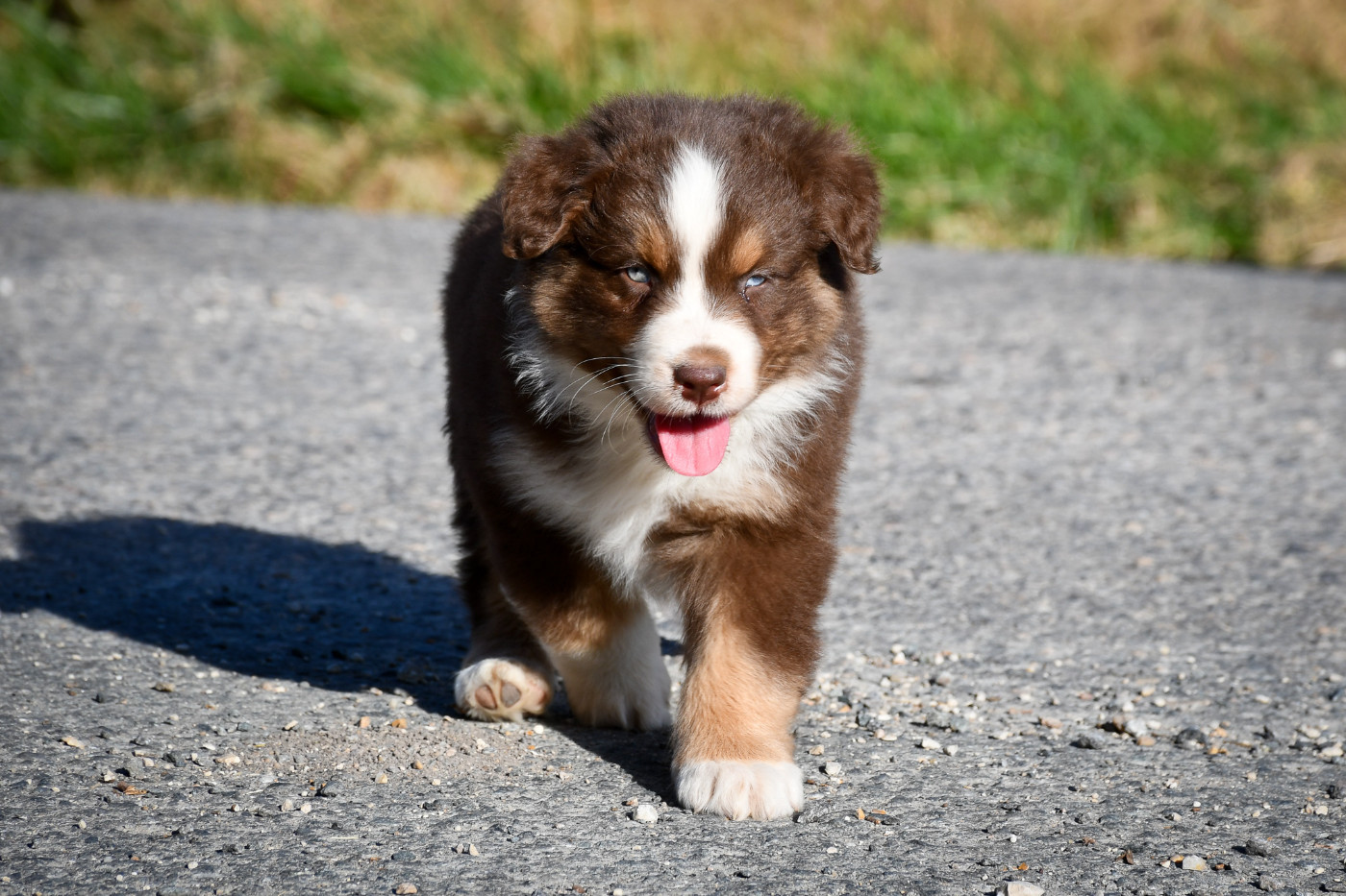 du Haras des Brumieres - Chiots disponibles - Berger Australien