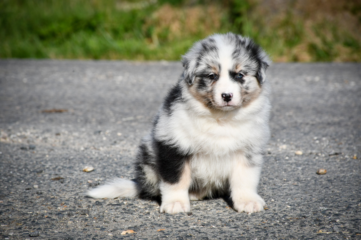 du Haras des Brumieres - Chiots disponibles - Berger Australien