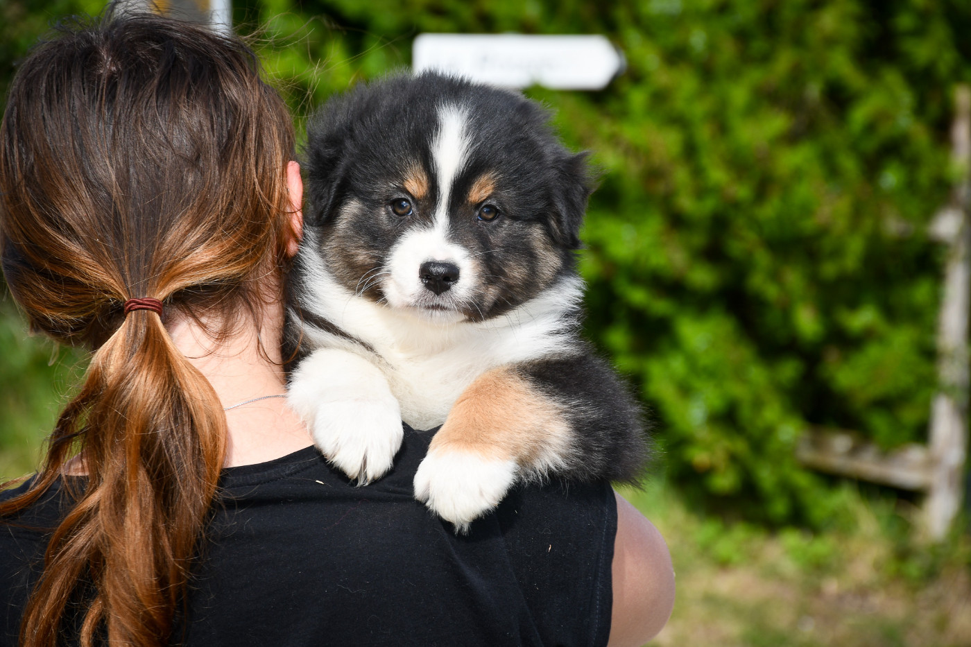 du Haras des Brumieres - Chiots disponibles - Berger Australien