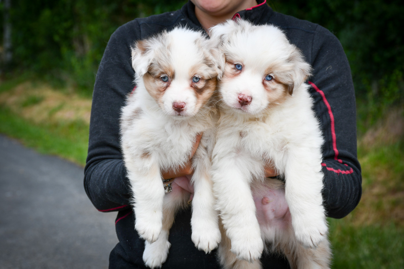 du Haras des Brumieres - Chiots disponibles - Berger Australien