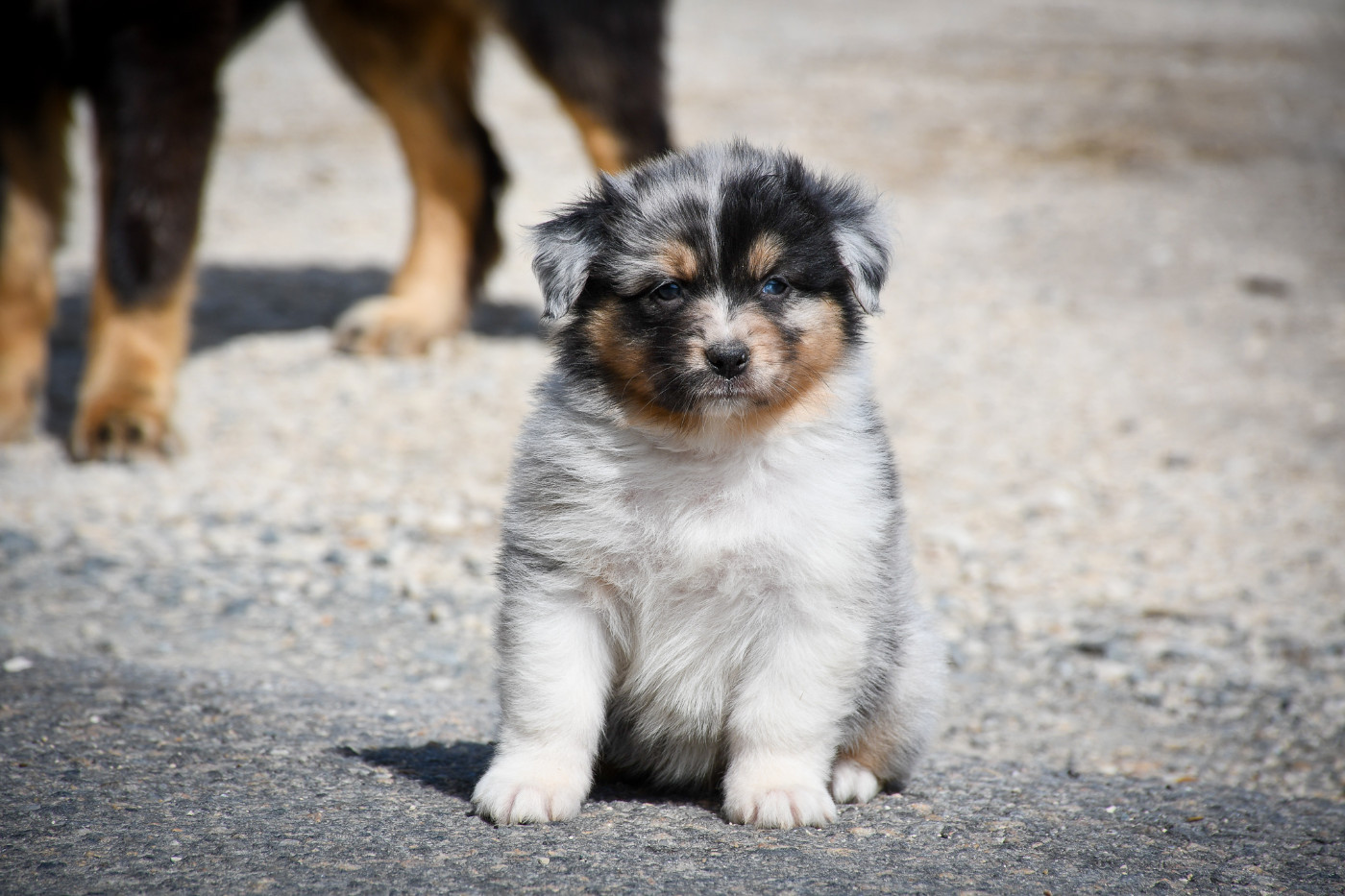 CHIOT 1