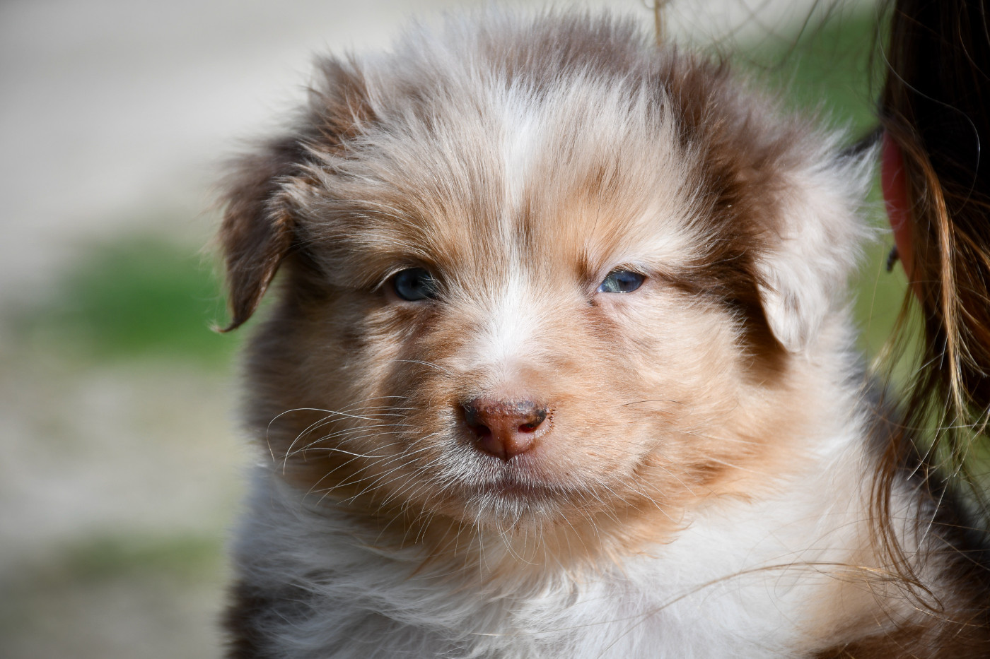 CHIOT 2