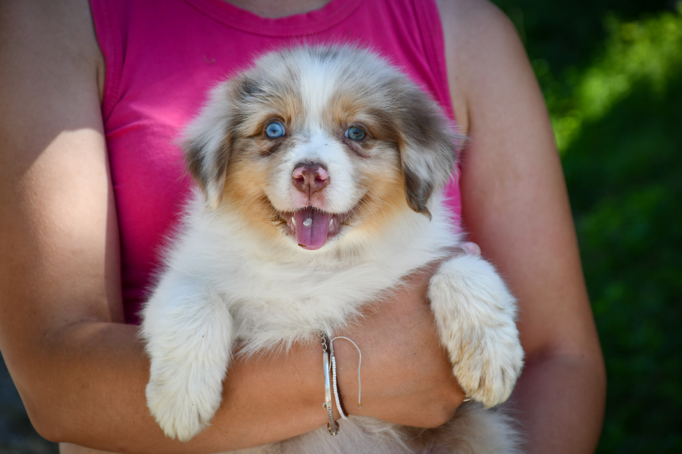 du Haras des Brumieres - Chiots disponibles - Berger Australien