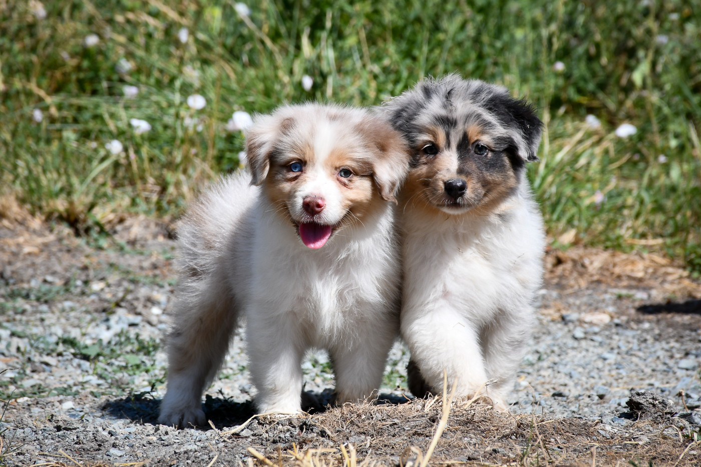 du Haras des Brumieres - Chiots disponibles - Berger Australien