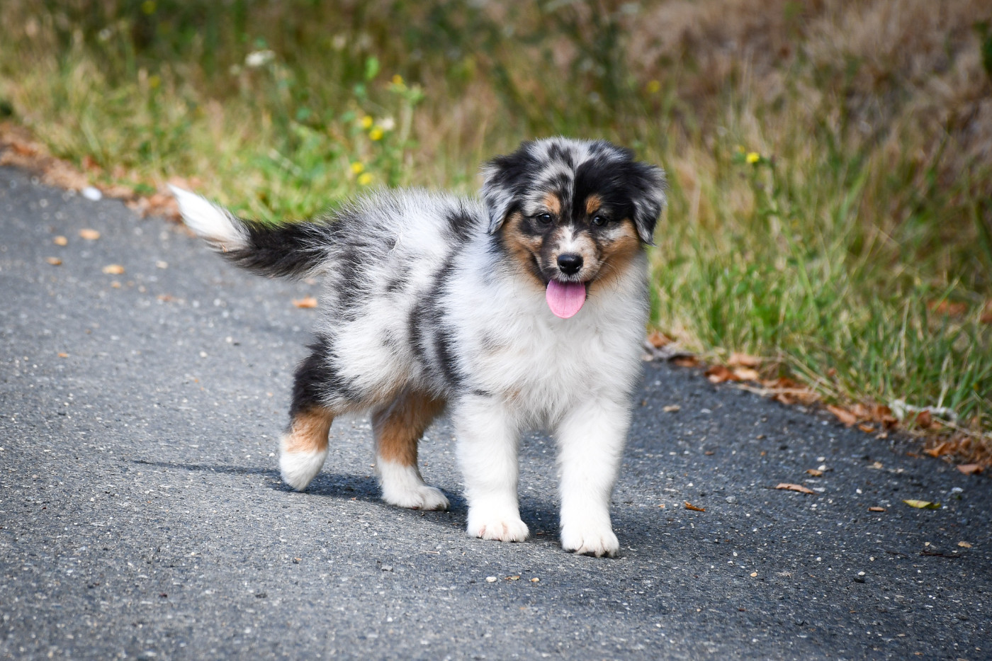 du Haras des Brumieres - Chiots disponibles - Berger Australien