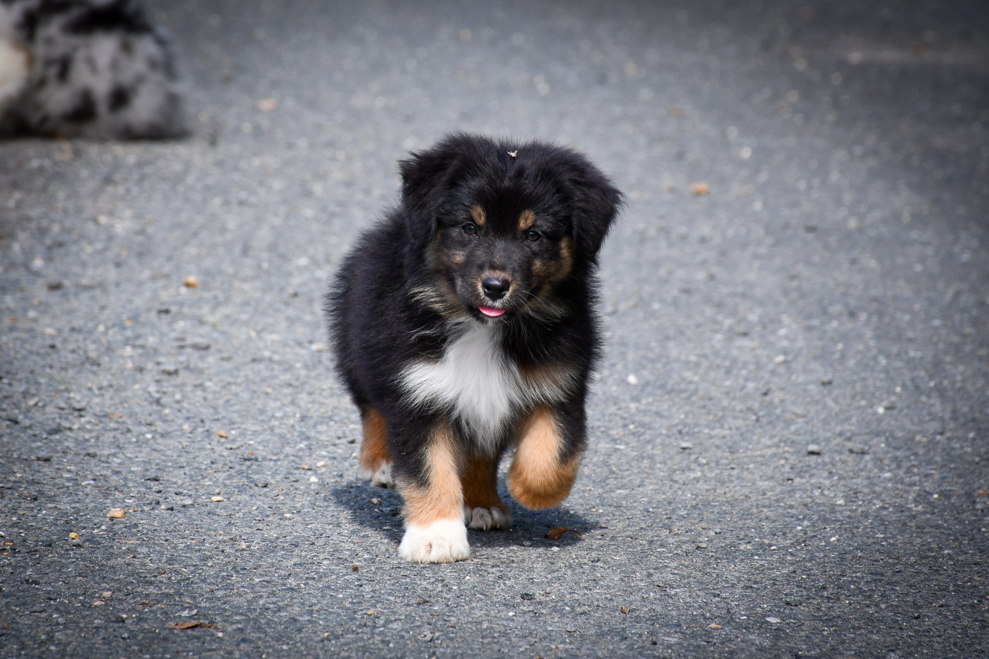 du Haras des Brumieres - Chiots disponibles - Berger Australien