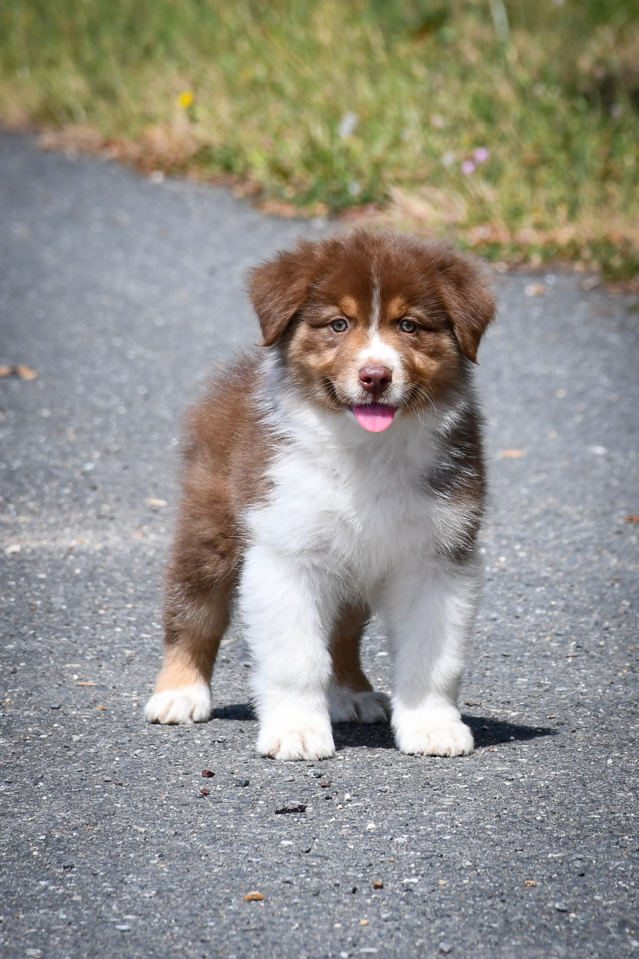 du Haras des Brumieres - Chiots disponibles - Berger Australien