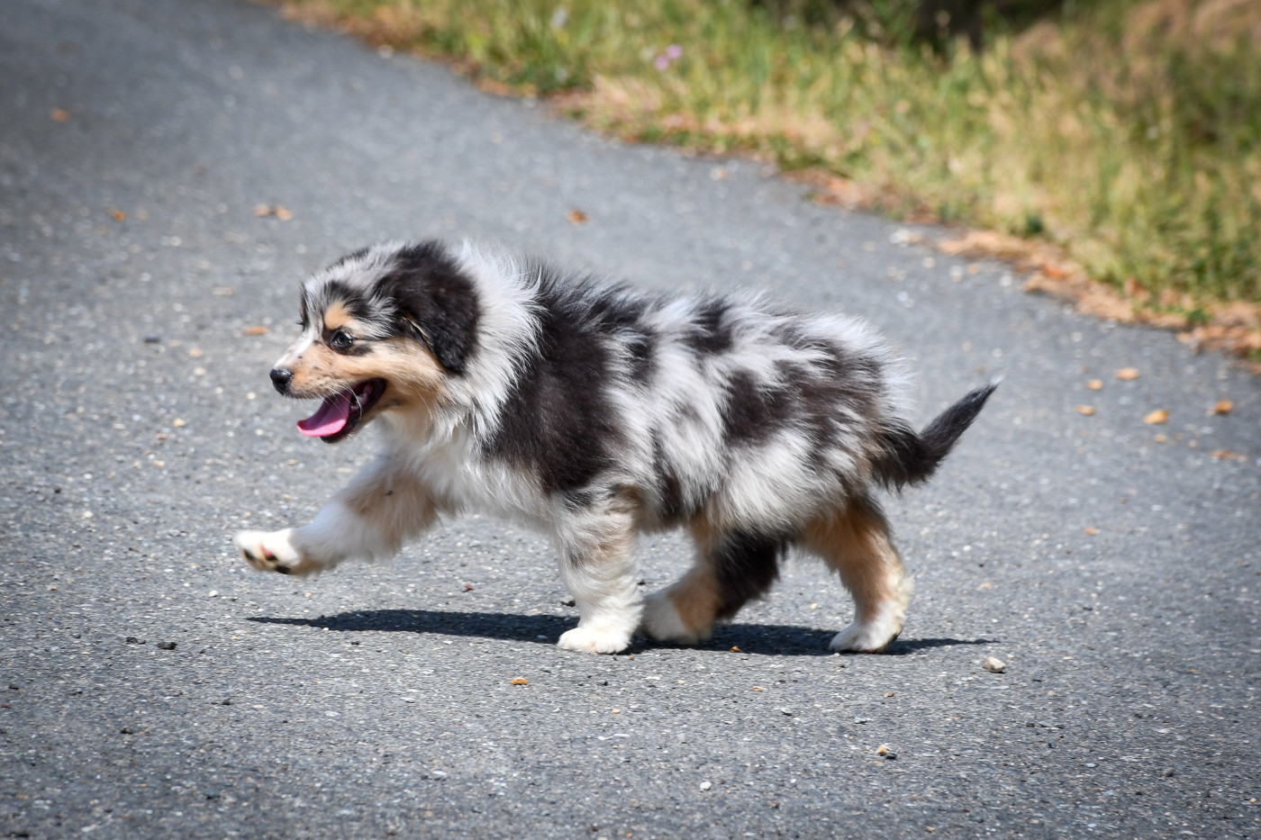 du Haras des Brumieres - Chiots disponibles - Berger Australien