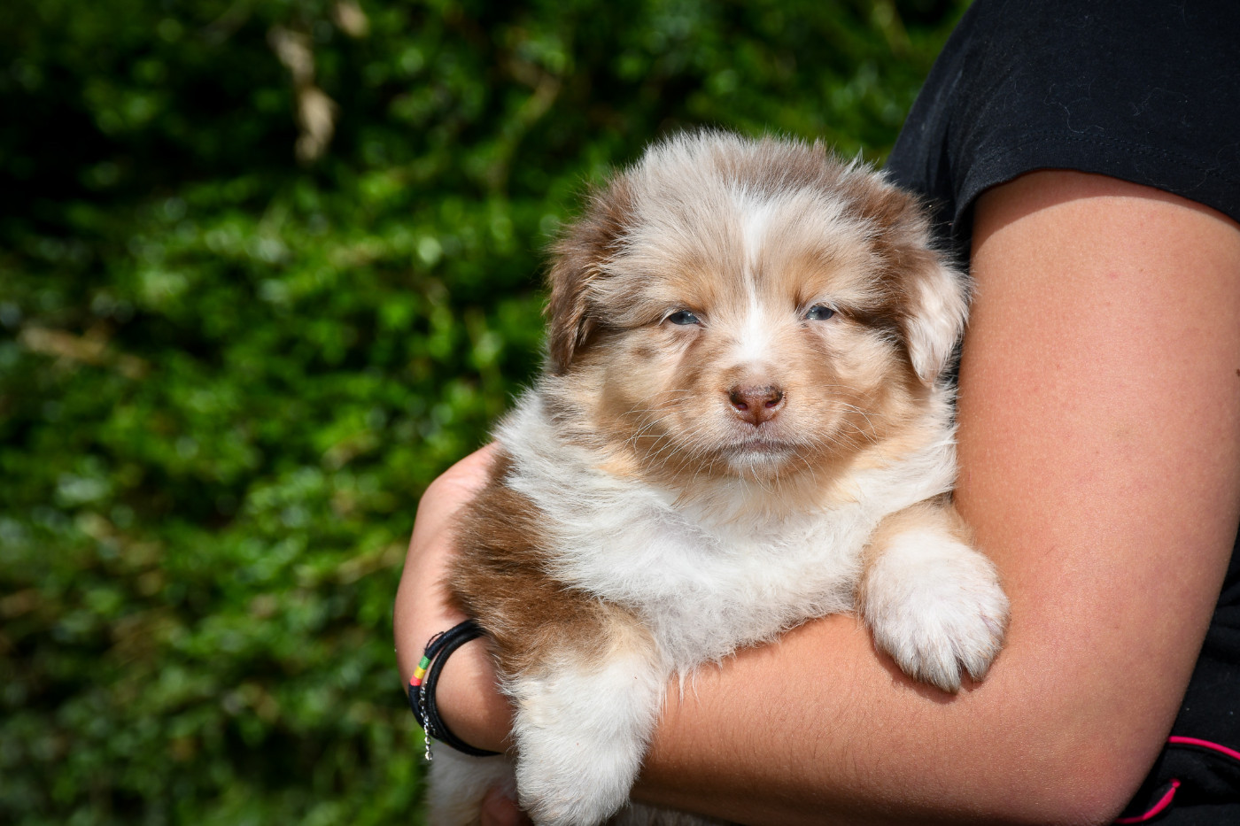 du Haras des Brumieres - Chiots disponibles - Berger Australien