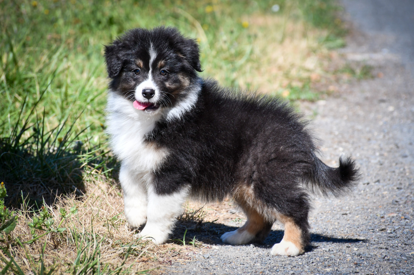 du Haras des Brumieres - Chiots disponibles - Berger Australien