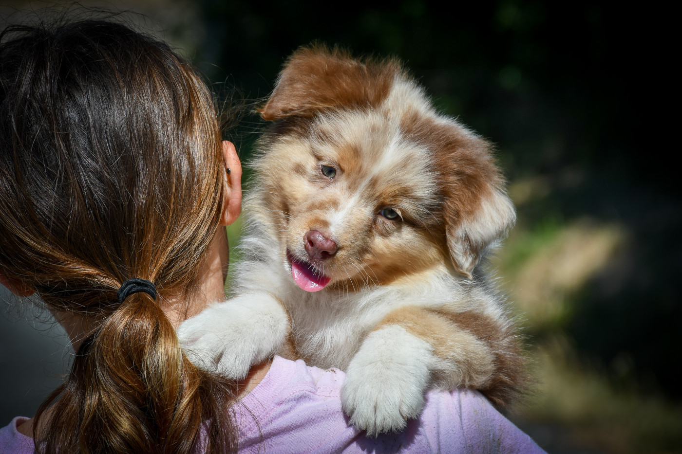du Haras des Brumieres - Chiots disponibles - Berger Australien