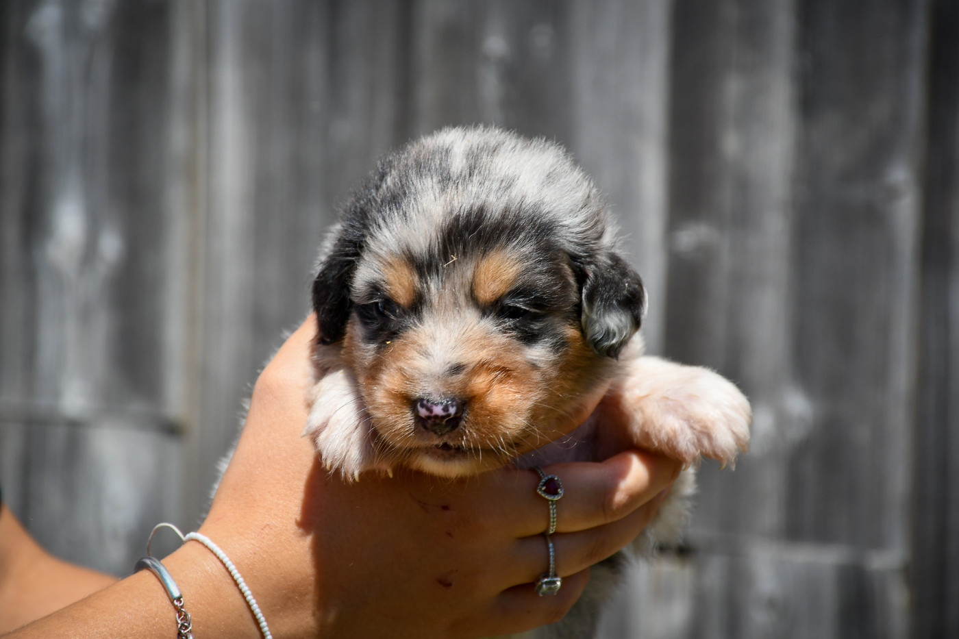 du Haras des Brumieres - Chiots disponibles - Berger Australien