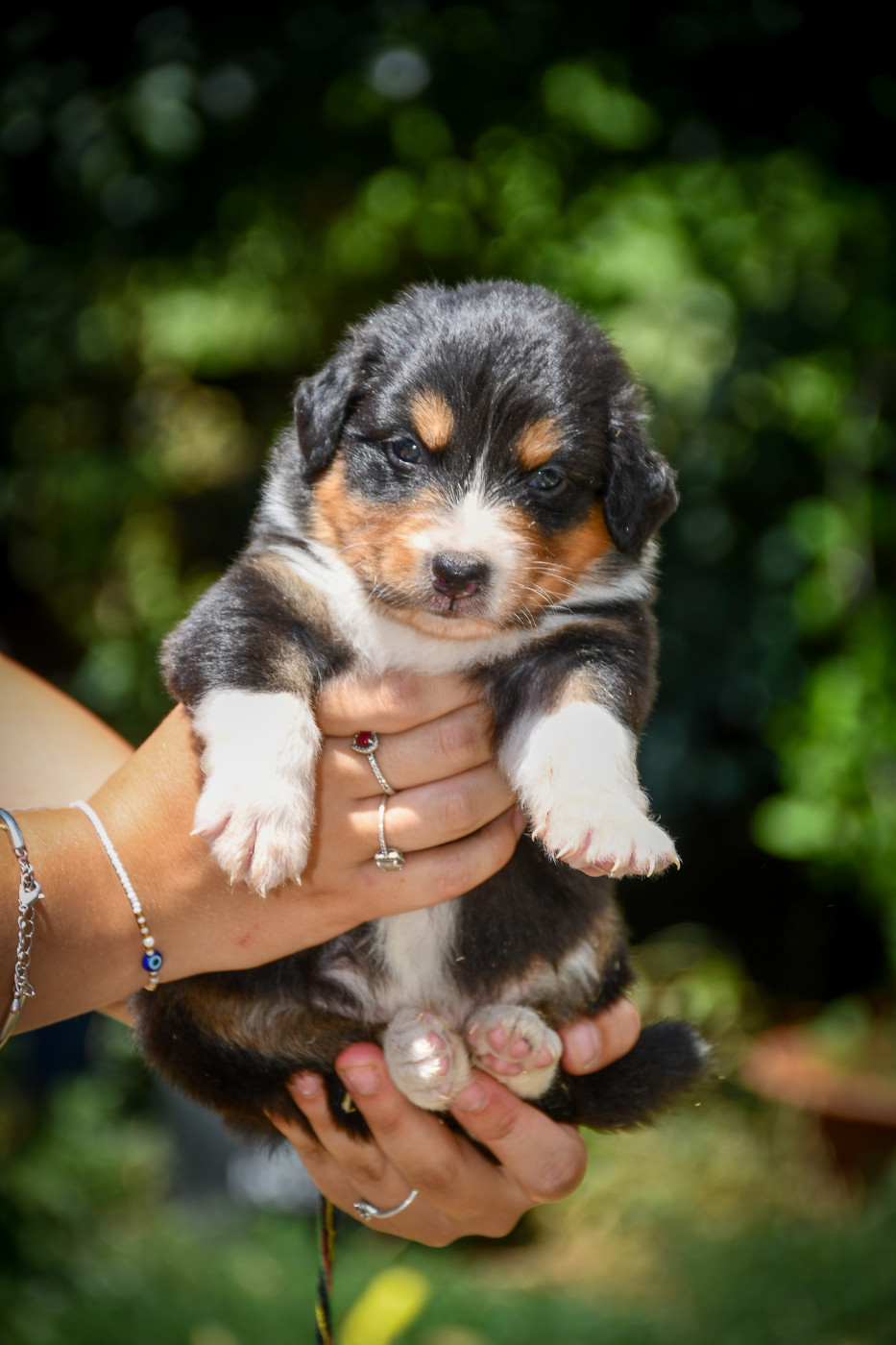du Haras des Brumieres - Chiots disponibles - Berger Australien