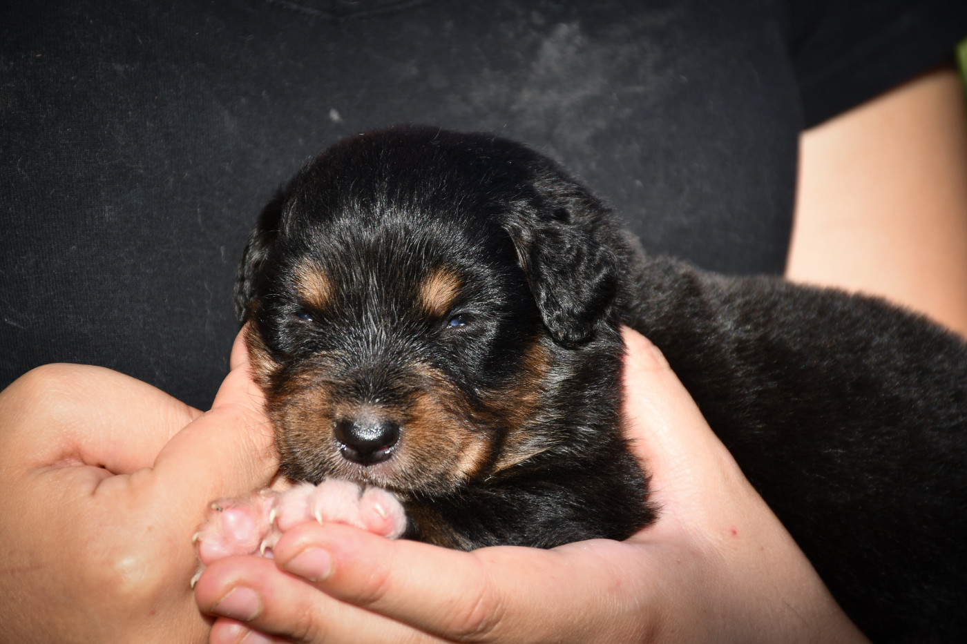 du Haras des Brumieres - Chiots disponibles - Berger Australien