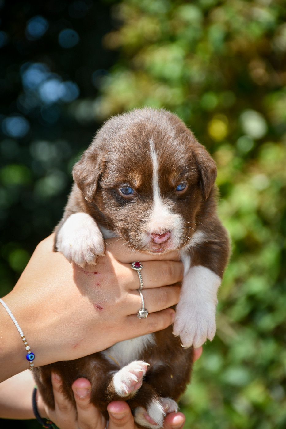 du Haras des Brumieres - Chiots disponibles - Berger Australien