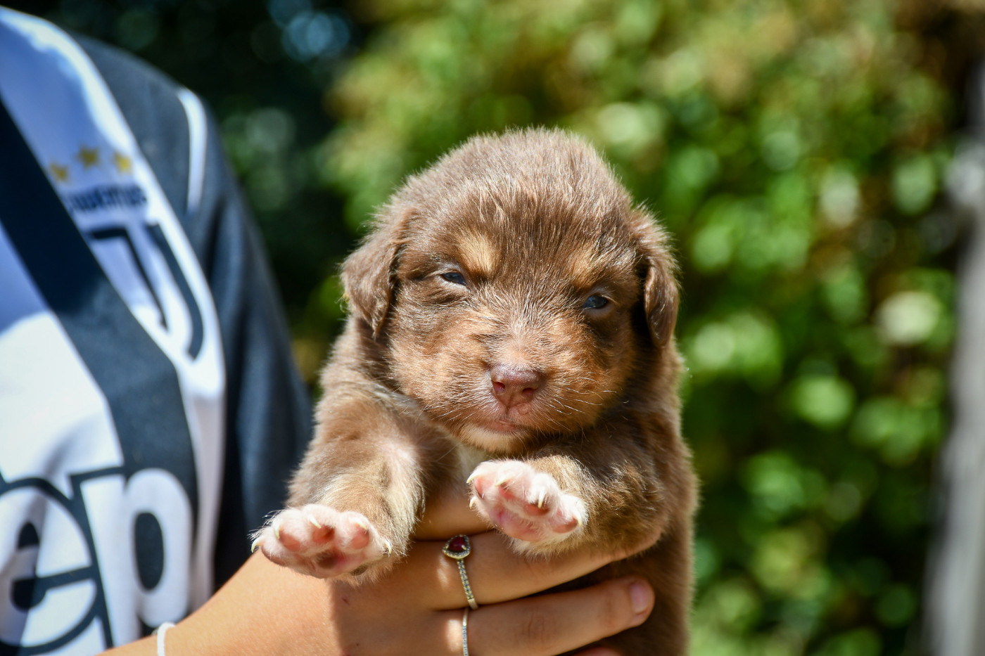 du Haras des Brumieres - Chiots disponibles - Berger Australien