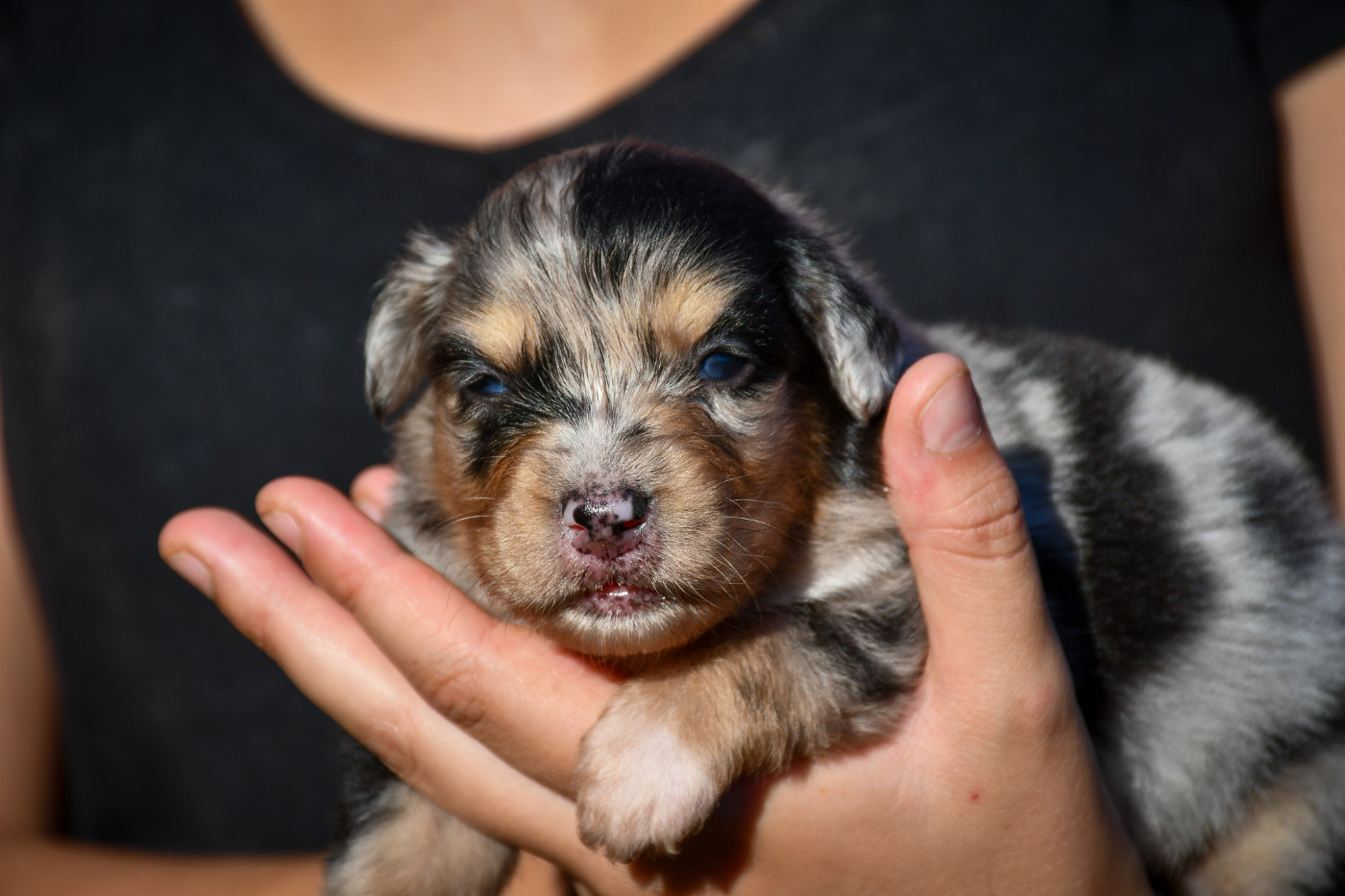 du Haras des Brumieres - Chiots disponibles - Berger Australien