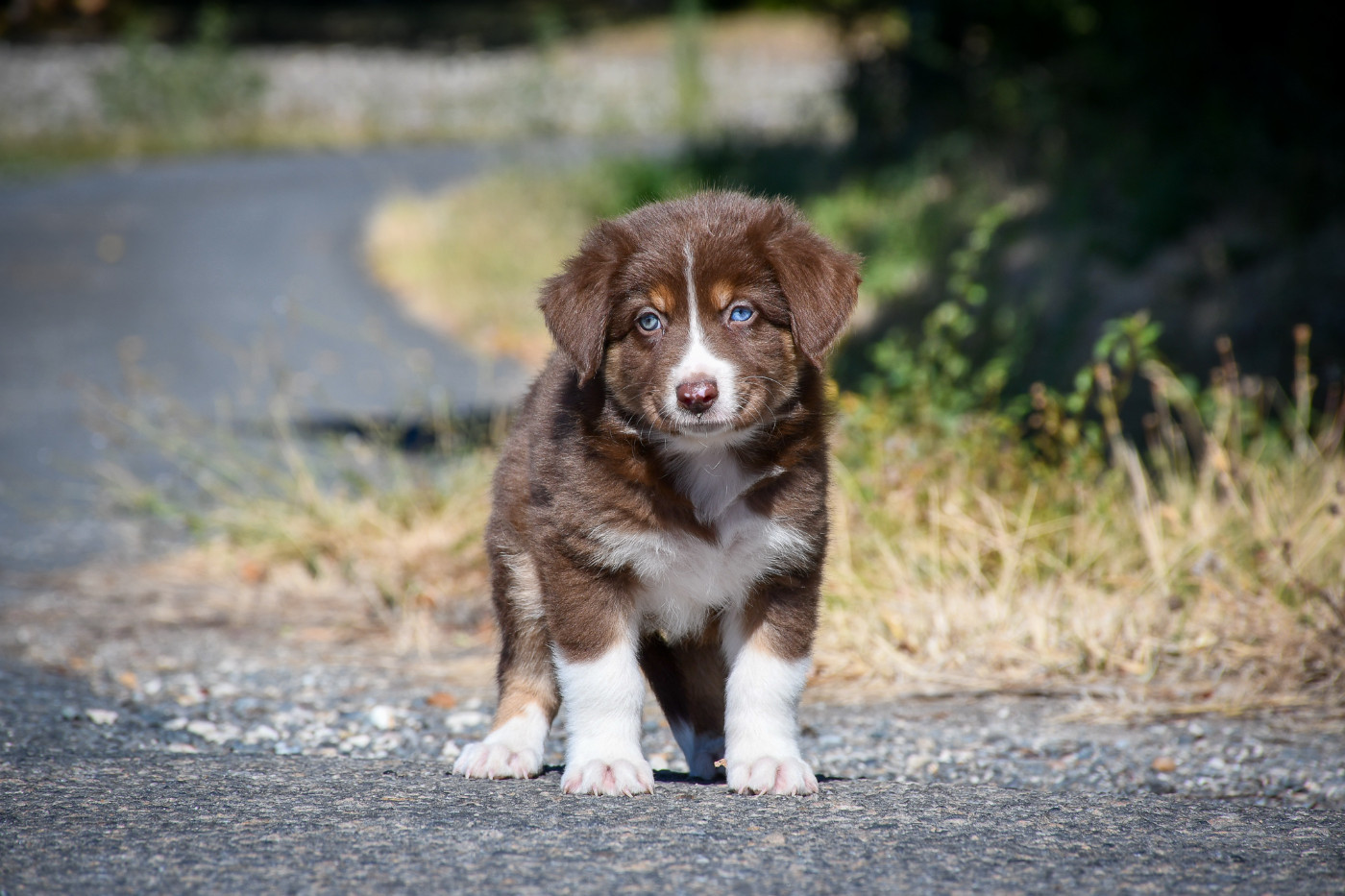 du Haras des Brumieres - Chiots disponibles - Berger Australien