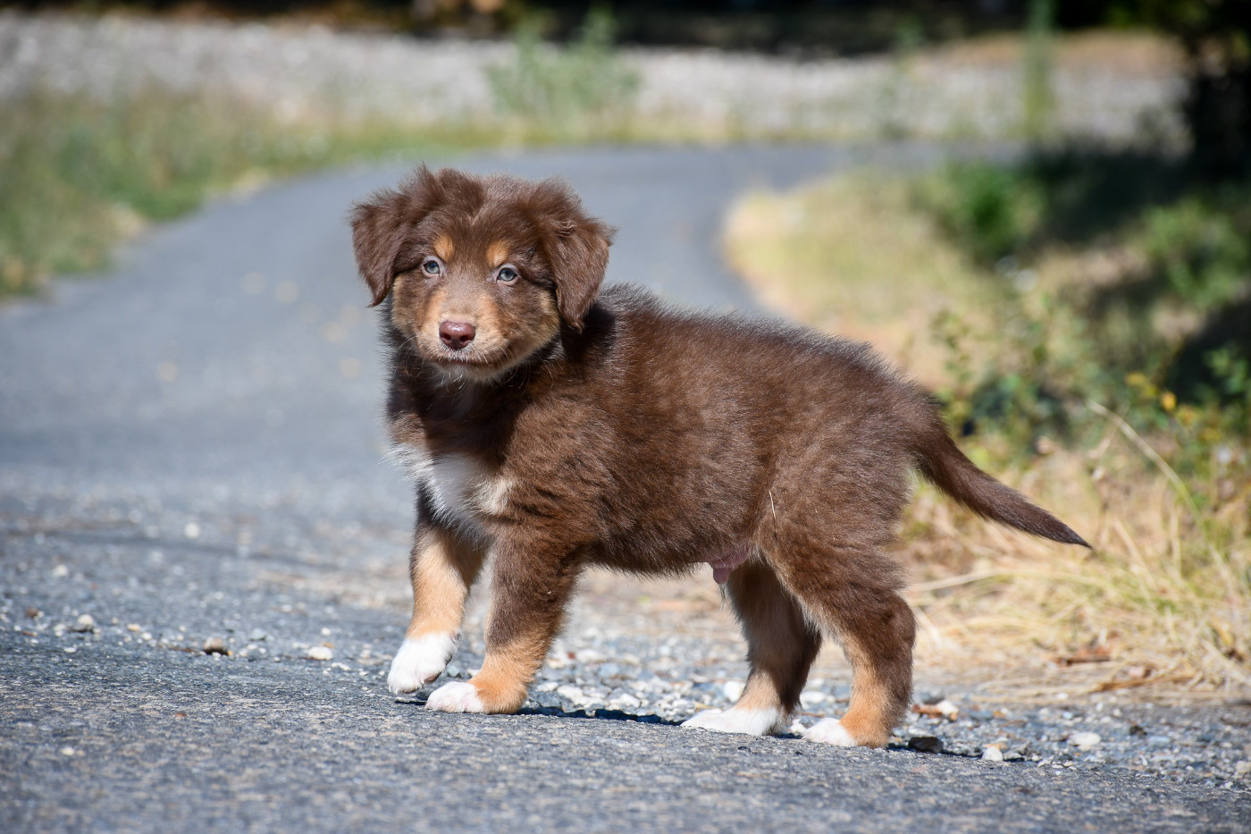 du Haras des Brumieres - Chiots disponibles - Berger Australien