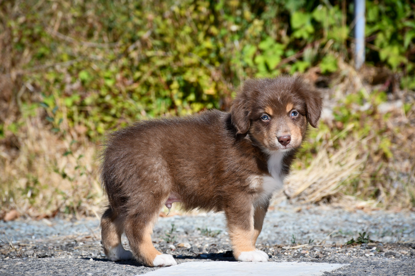 du Haras des Brumieres - Chiots disponibles - Berger Australien
