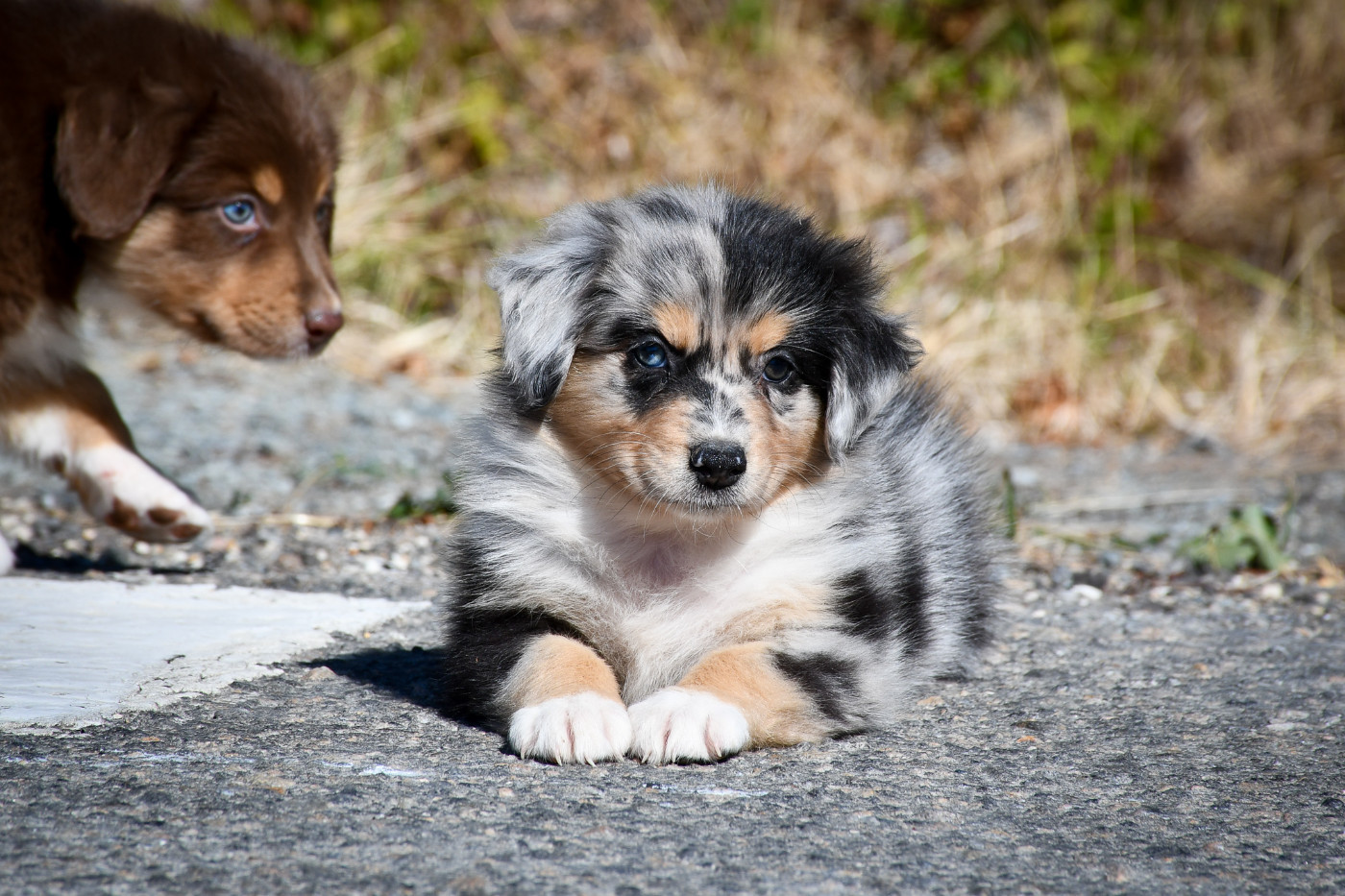 du Haras des Brumieres - Chiots disponibles - Berger Australien