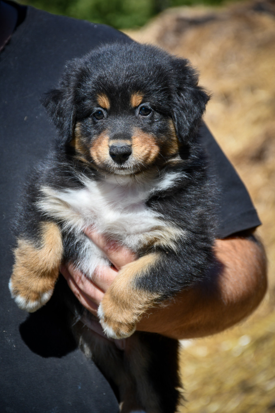 du Haras des Brumieres - Chiots disponibles - Berger Australien